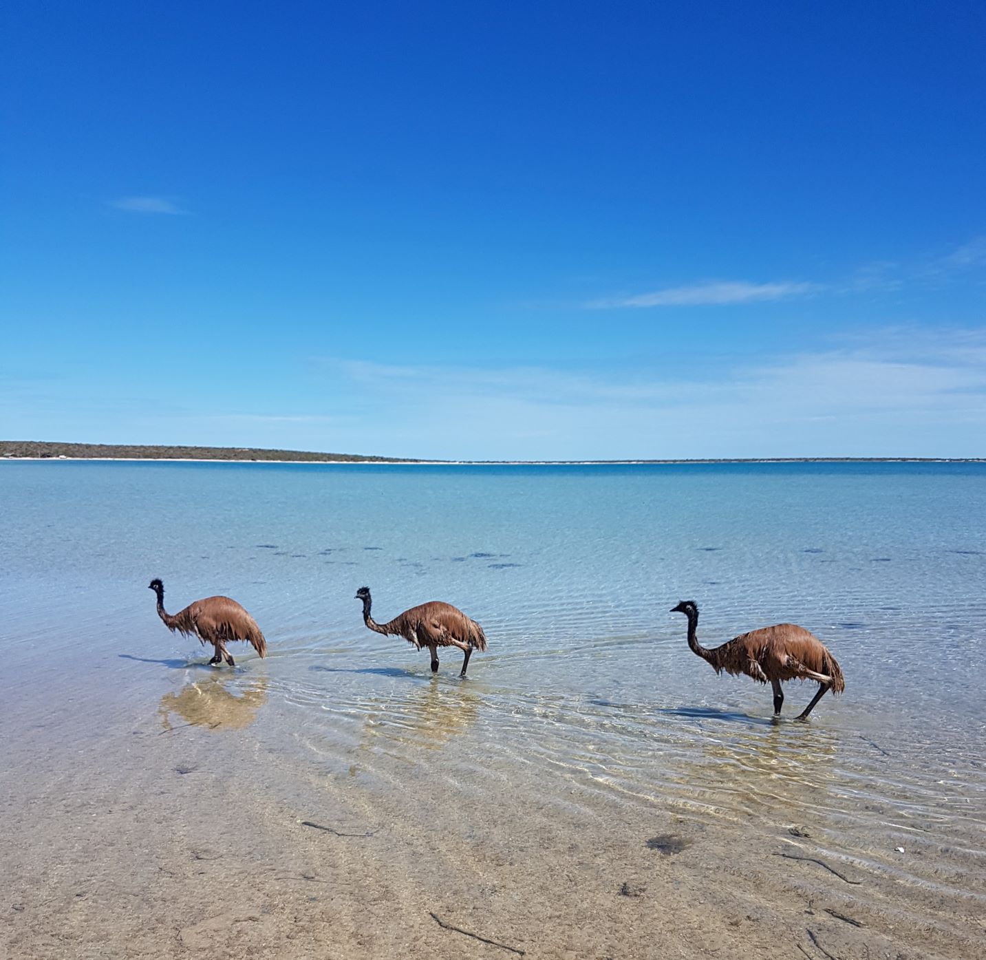 little lagoon emu wirk